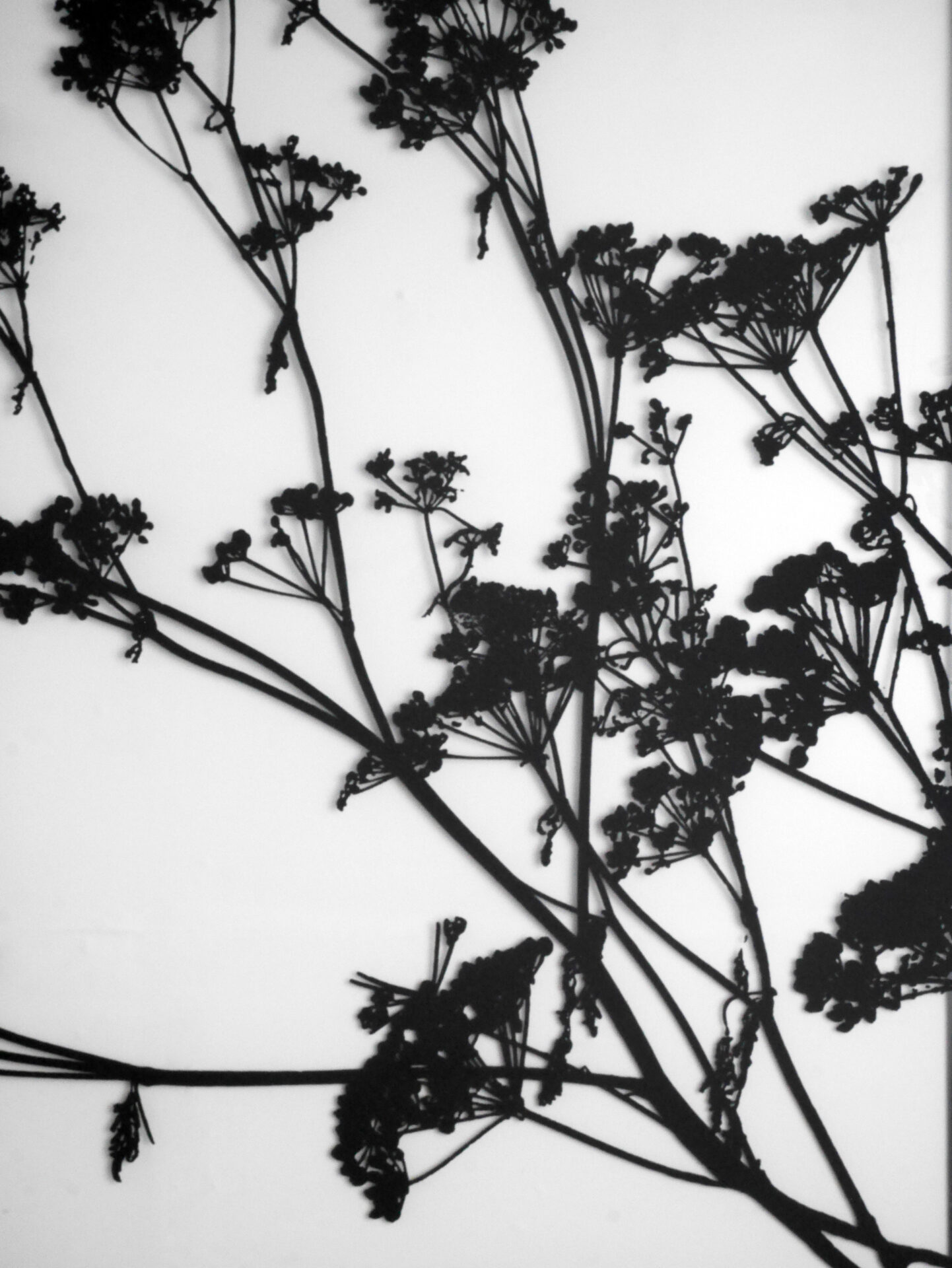 Blazina_Fennel_3b