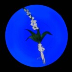 "The Benedictine Monks have a beautiful motto - to Labor is to Pray - I love the idea of making my labor my prayer. When I'm sitting at my torch, I'm making petals, I'm making stamens; by making it a mantra, it gives a spiritual dimension to my work. It's very personal." - Paul Stankard
Gift of Paul and Patricia Stankard Paul Stankard (American, b.1943), Foxglove Medieval Herbal, 1978. Flameworked glass.